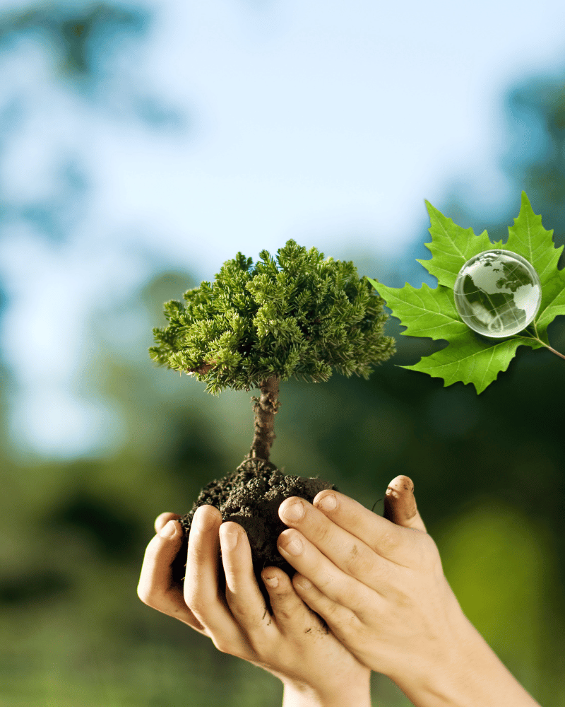 GREKSA – Green Prosperity Initiative | Forestry & Environmental Solutions